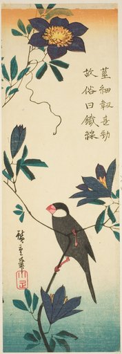 Java sparrow and clematis