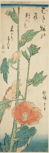 Hibiscus