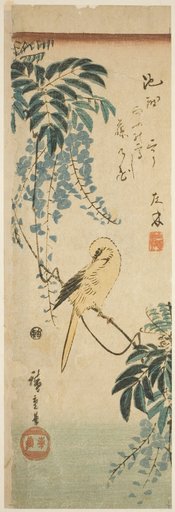 Canary and wisteria