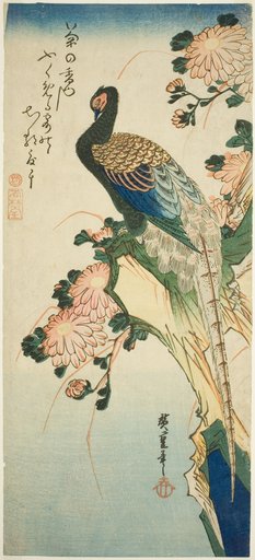 Pheasant and chrysanthemums