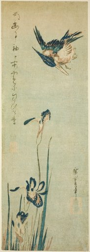 Kingfisher and iris