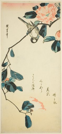 Bullfinch on camellia branch