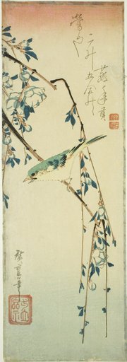 Bush warbler on plum branch