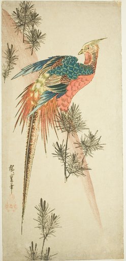 Golden pheasant and pine shoots in snow