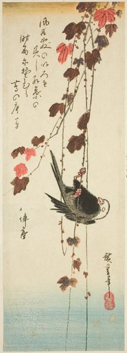 White-headed bird and ivy