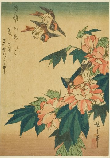 Swallows, kingfisher, and hibiscus