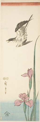 Cuckoo and iris