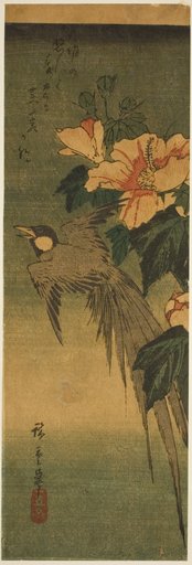 Long-tailed bird and hibiscus