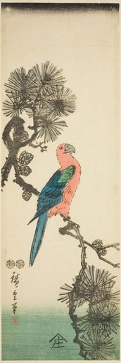 Macaw on pine branch