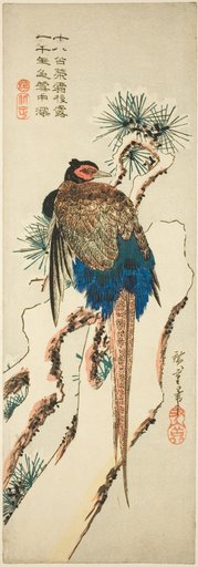 Pheasant on a Snow-Covered Pine Tree