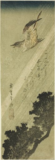 Cuckoo flying in rain