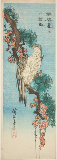 Falcon on ivy-covered pine branch