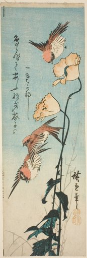 Sparrows and poppies