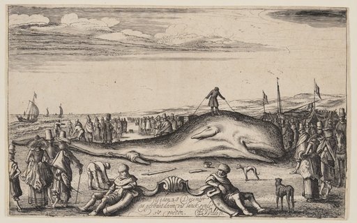 Beached Sperm Whale at Noordwijk