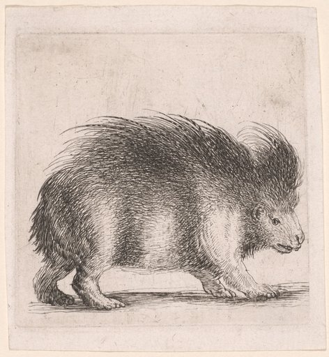 Porcupine, Facing Right