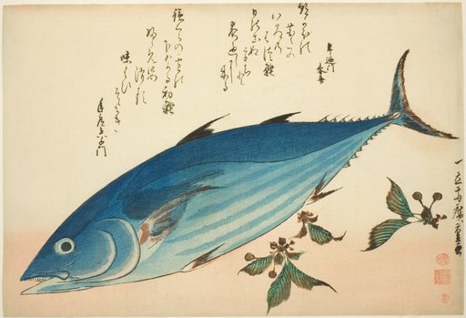 Bonito and saxifrage, from an untitled series of fish