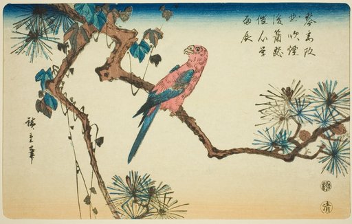 Macaw on pine branch