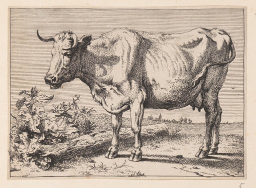 The Cow with a Crumpled Horn, from Various Oxen and Cows