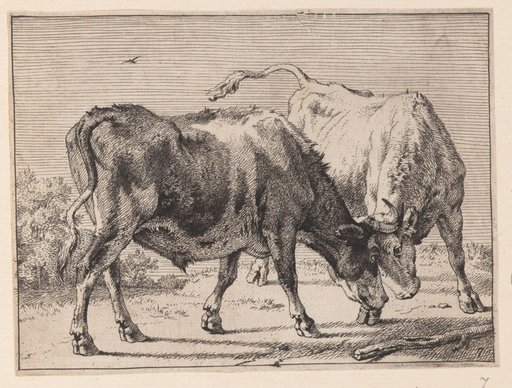 Two Oxen Fighting, from Various Oxen and Cows