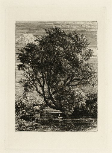 The Willow