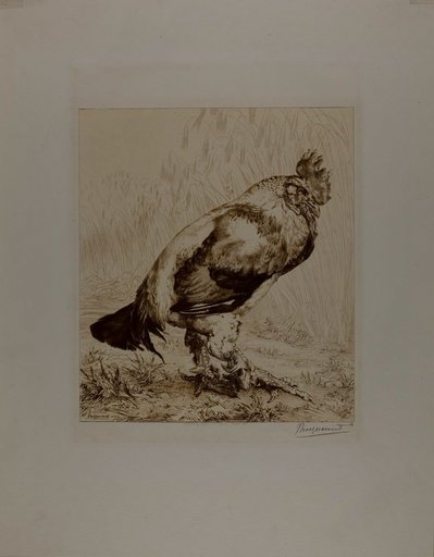 The Old Cock