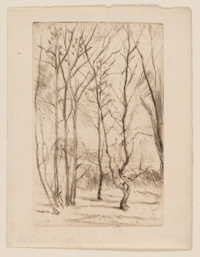 The Dam Wood