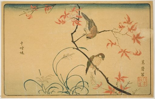 Society Finches (Jushimatsu)