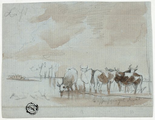 Cattle in Water