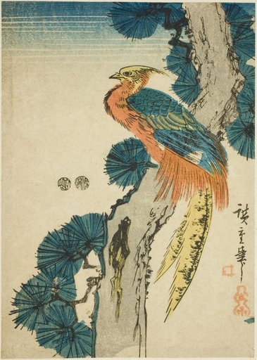 Pheasant and pine tree