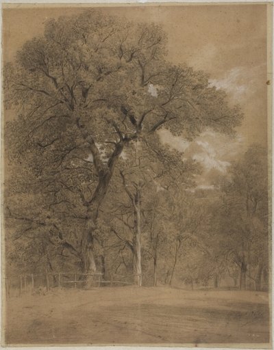 Edge of a Forest