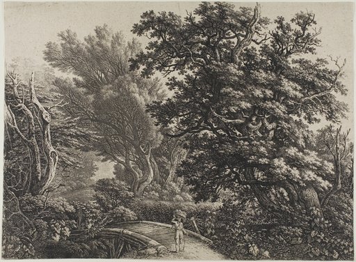 Rustic Bridge in a Tangled Wood