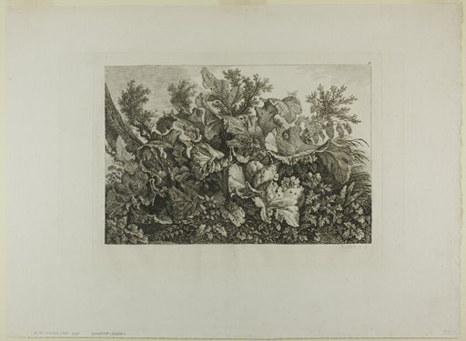 Swamp Plants