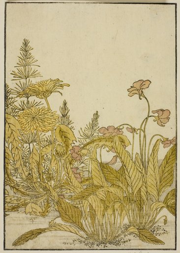 Spring Flowers: Violets and Dandelions, from the book "Mirror of Beautiful Women of the Pleasure Quarters (Seiro bijin awase sugata kagami)," vol. 1