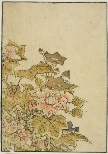 Autumn Flowers: Peonies and Bellflowers, from the book "Mirror of Beautiful Women of the Pleasure Quarters (Seiro bijin awase sugata kagami)," vol. ２