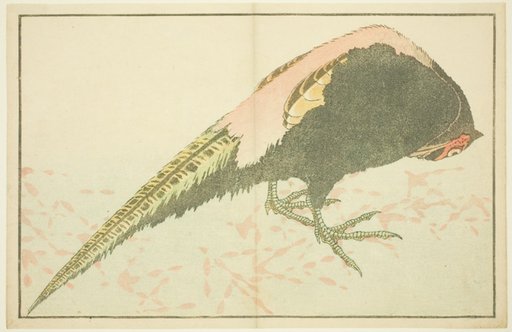 Male Pheasant, from The Picture Book of Realistic Paintings of Hokusai (Hokusai shashin gafu)