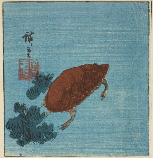 Turtle