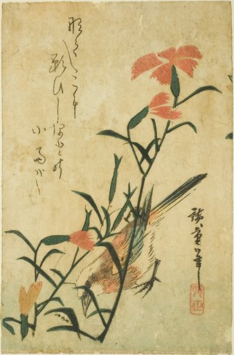 Bird and wild carnation