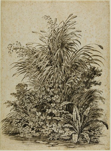 Plants at Water's Edge