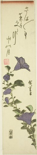 Chinese Bell Flowers
