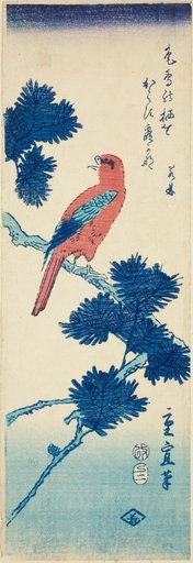 Bird on pine tree