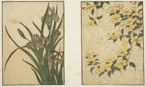 Kerria and Iris, from the illustrated book "Picture Book: Flowers of the Four Seasons (Ehon shiki no hana)," vol. 1