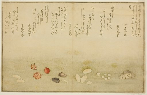 Sudare-gai, hana-gai, sakura-gai, mumeno-gai, nadeshiko-gai, and kinuta-gai, from the illustrated book "Gifts from the Ebb Tide (Shiohi no tsuto)"