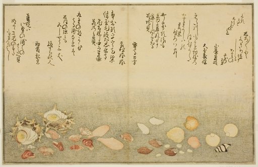 Shiro-gai, namima-gashiwa, makura-gai, iro-gai, aza-gai, sadae-gai, from the illustrated book "Gifts from the Ebb Tide (Shiohi no tsuto)"
