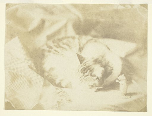 Mrs. Craik's Cat