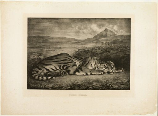 Bengal Tiger
