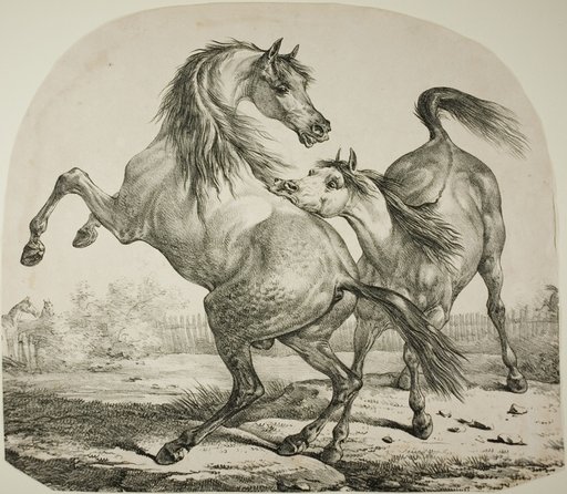 Wild Horses Fighting