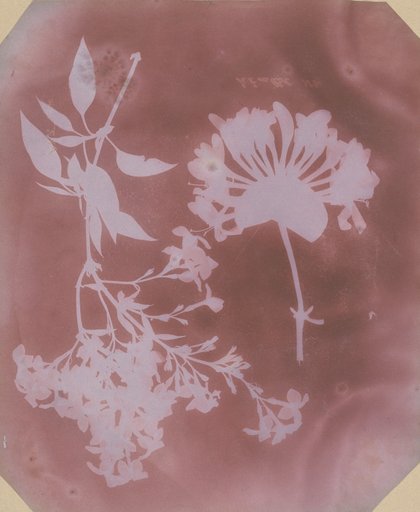 Two Plant Specimens