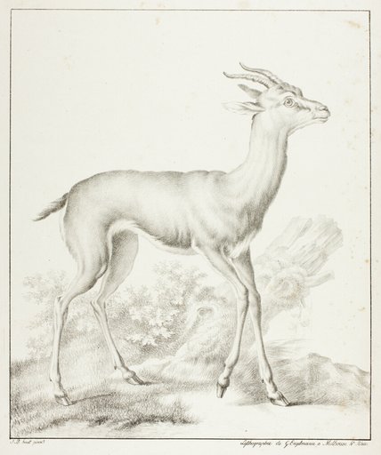 Antelope