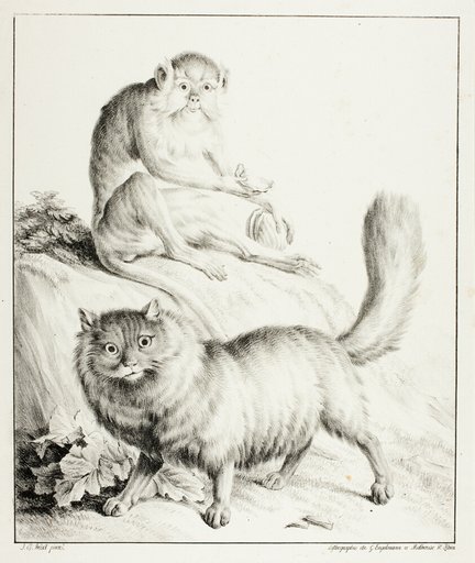 Cat and Monkey