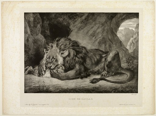 Lion of the Atlas Mountains